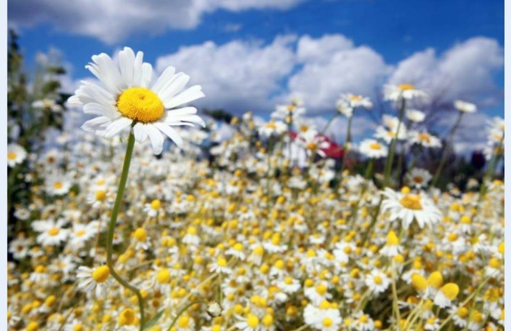 Jāņu zāļu izvēle pļavās kļūst arvien mazāka
