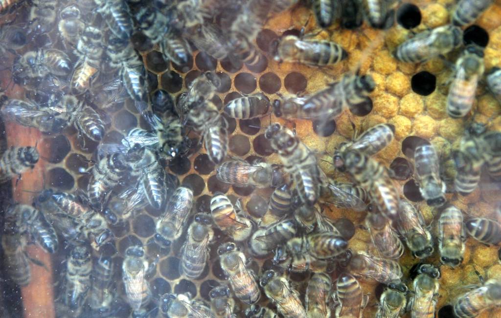 Vīrietis iesper pa bišu stropu un saņem ap 20 bišu dzēlienus