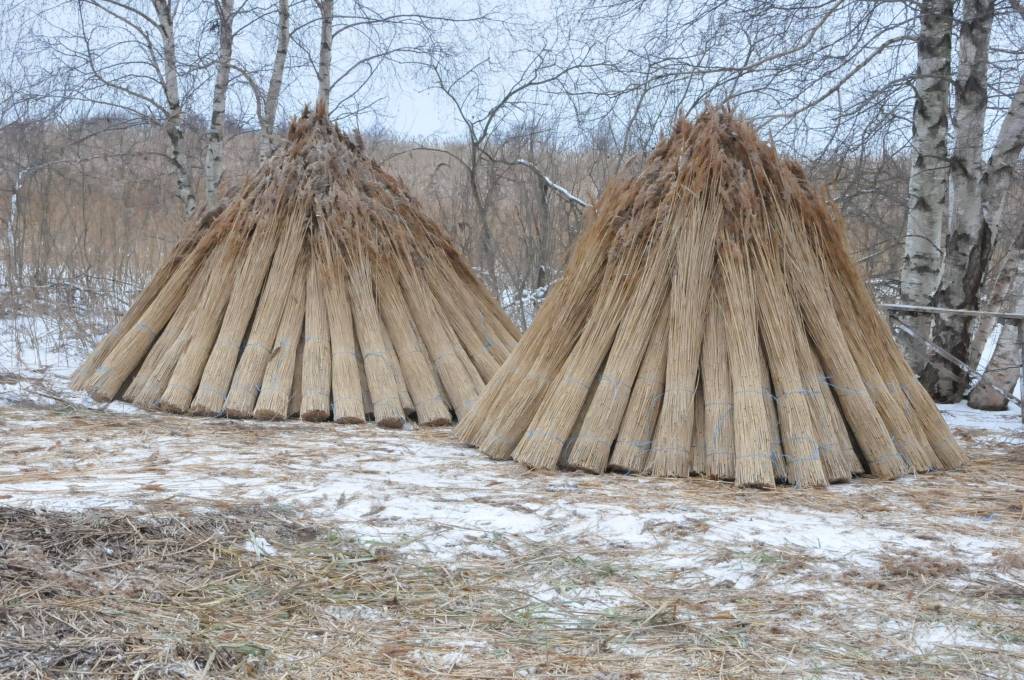 Izvēlas Papes ezera niedru pļāvējus