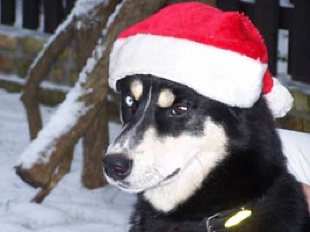 Liepājas Ezerkrasta sākumskola rīkos labdarības akciju dzīvniekiem