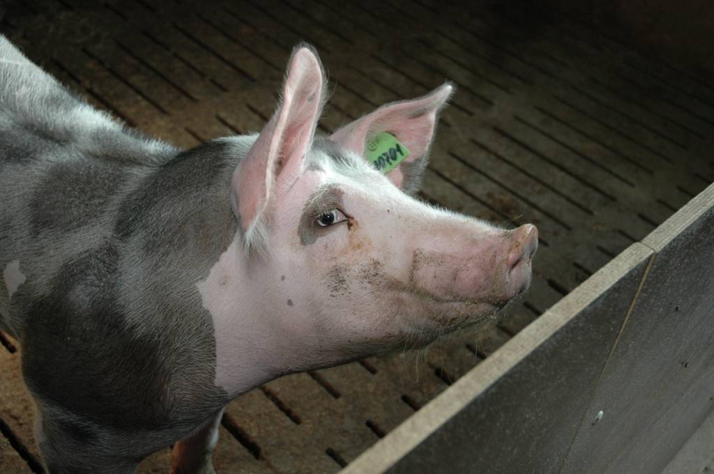 Audzētāji: Pašiem savas lopkautuves ir daudzu zemnieku izdzīvošanas jautājums; kautuvju biznesa uzplaukumu neparedz