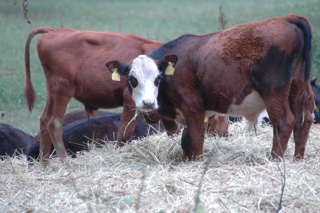 Zemnieku saimniecībās atļaus ierīkot nelielas lopkautuves