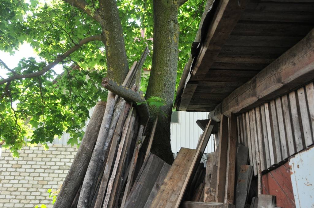 Strīdas par kļavas bīstamību