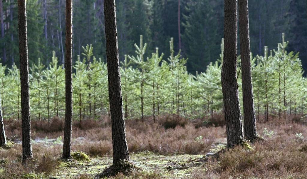 Ar jauniem noteikumiem plāno veicināt parku un mežaparku ierīkošanu pašvaldību mežos