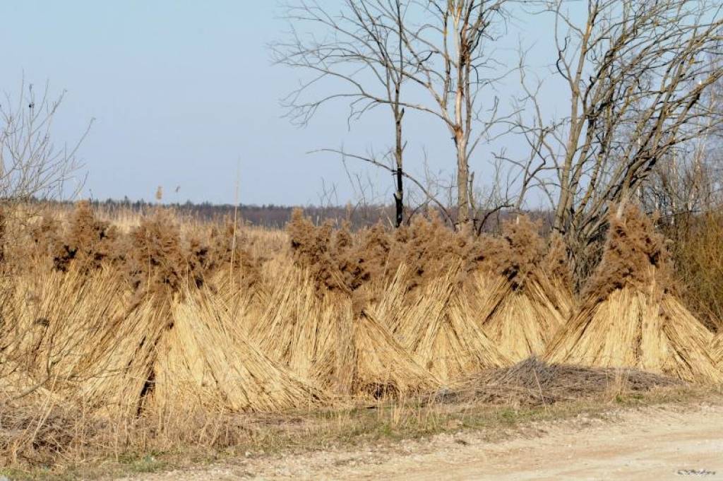 Potenciālajiem Papes ezera niedru pļāvējiem jāgatavojas izsolei