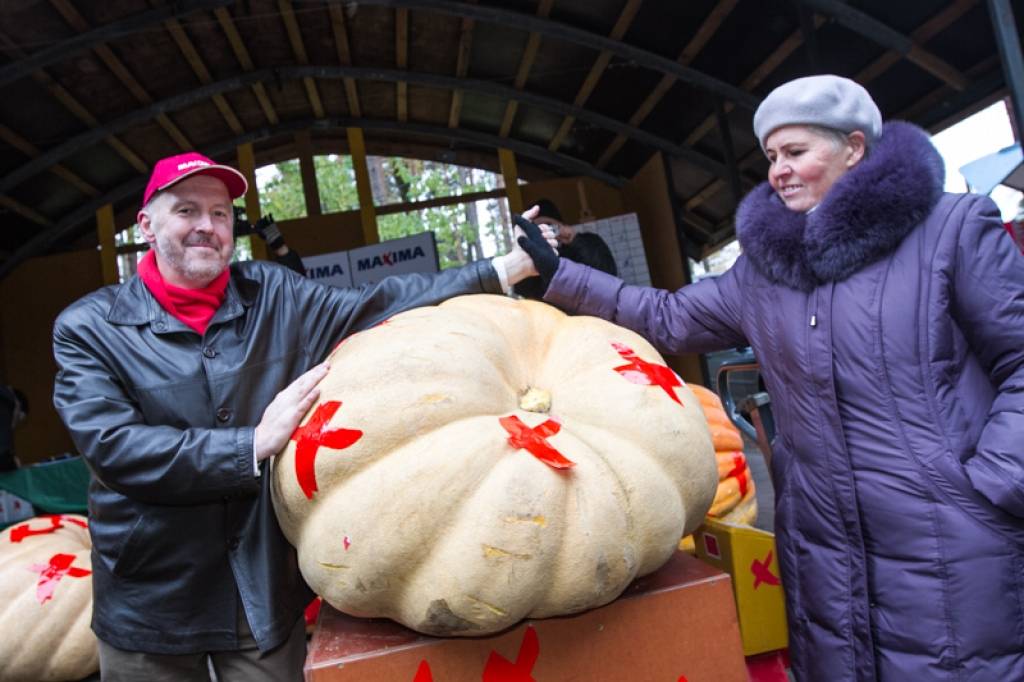 Septītajā "Latvijas ķirbju čempionātā" uzvar Skrundā izaudzēts 165 kilogramus smags ķirbis