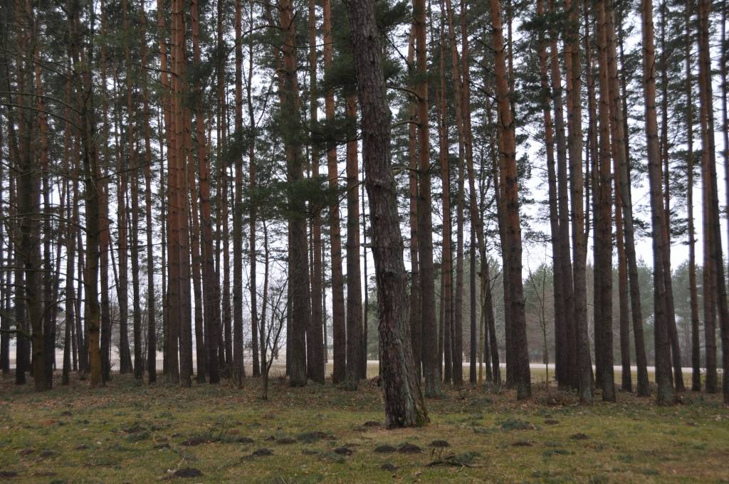  "Latvijas Valsts meži" šogad ziedojumiem novirzīs 2,8 miljonus latu