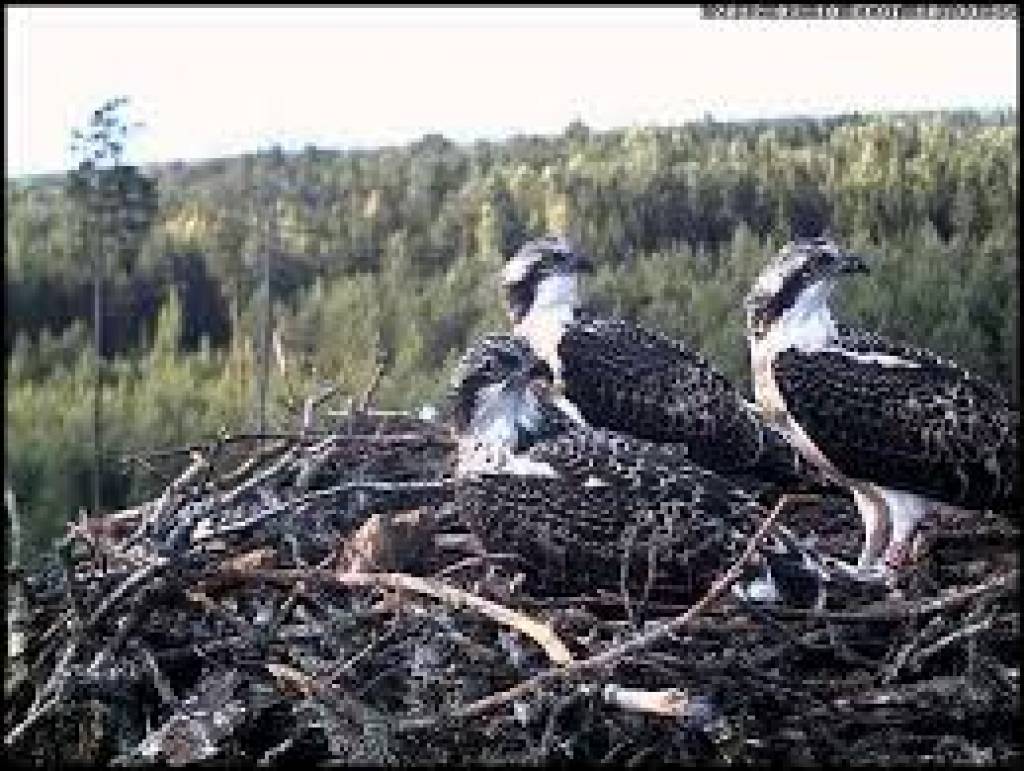 Var vērot zivjērgļu ikdienu tiešraidē