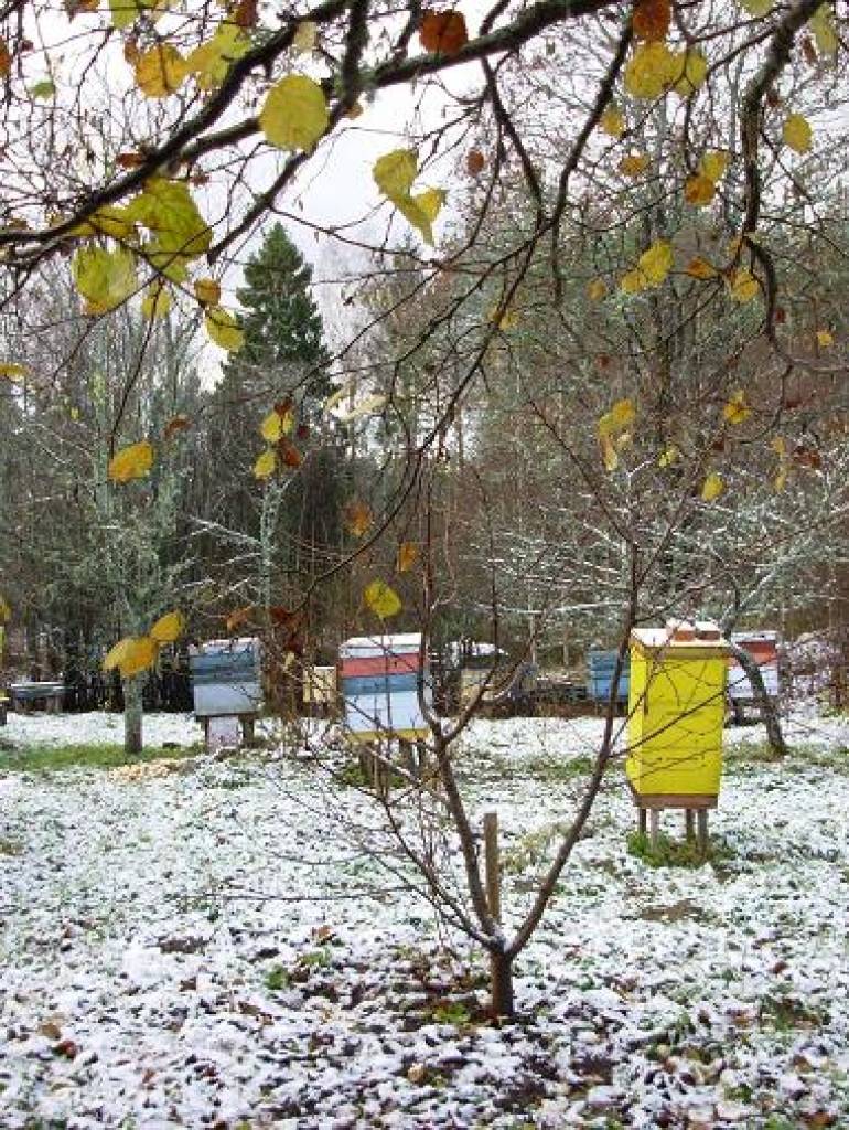 Pirmais sniegs Latvijā gaidāms pēcpusdienā un vakarā