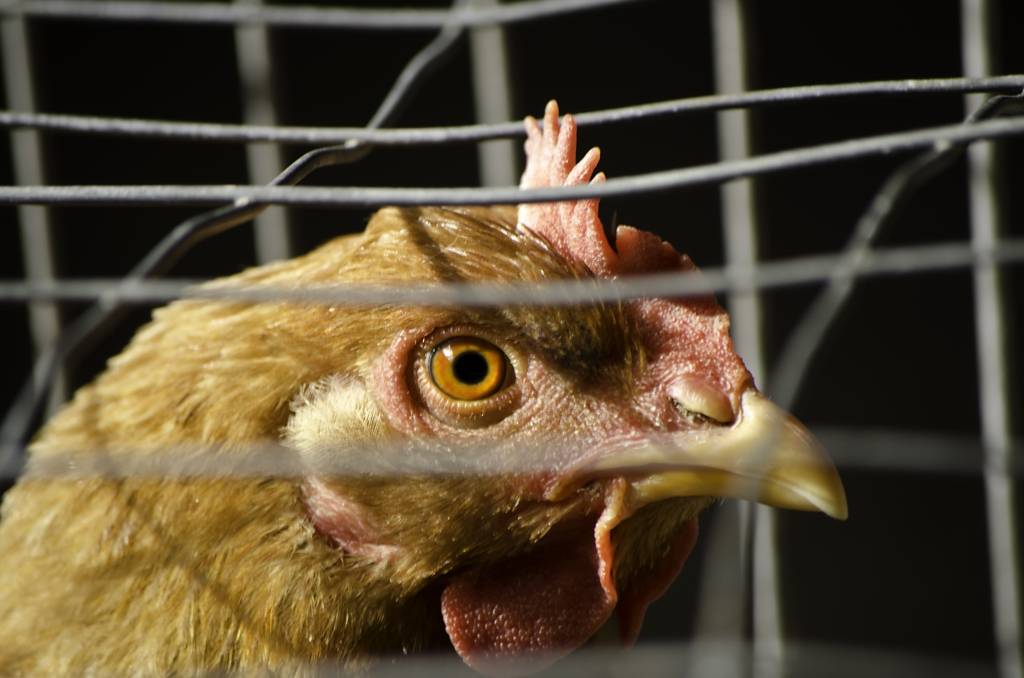 Papildināta ar video - Lielzeltiņu fermā ugunsgrēkā bojā iet vairāki tūkstoši vistu