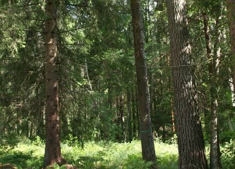 Dienvidkurzemes mežos saglabājas augsts ugunsbīstamības risks; meža ugunsgrēku šogad vairāk