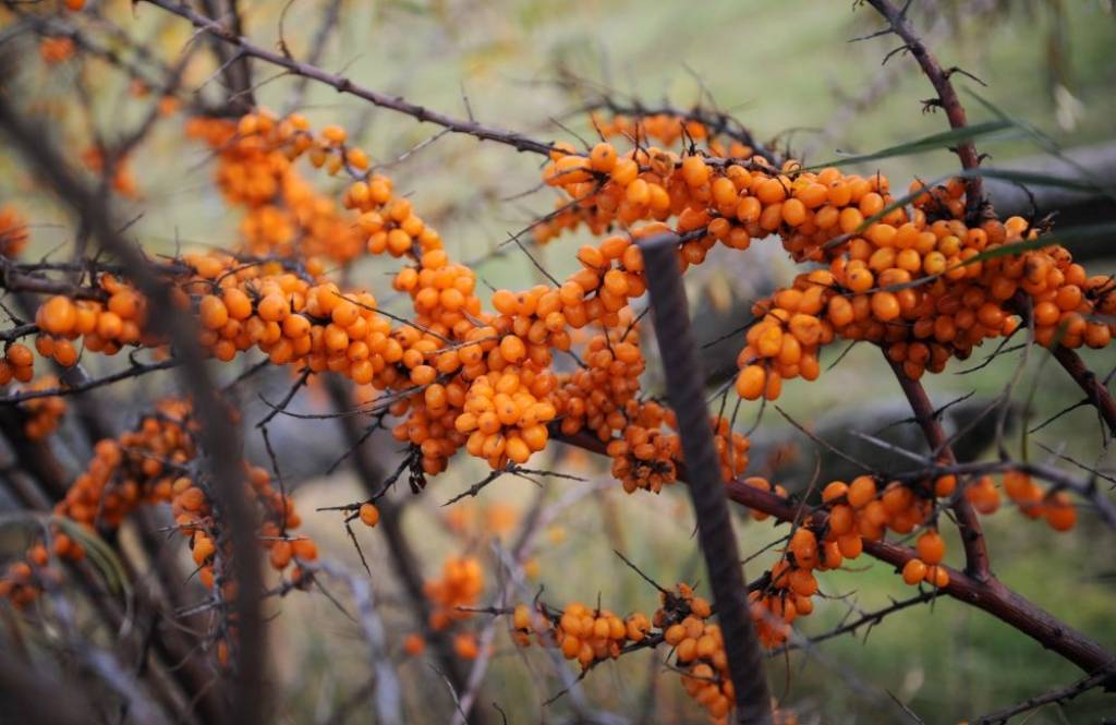 Nelegālie sezonas laukstrādnieki valstij «nozogot» 1,75 miljonus latu