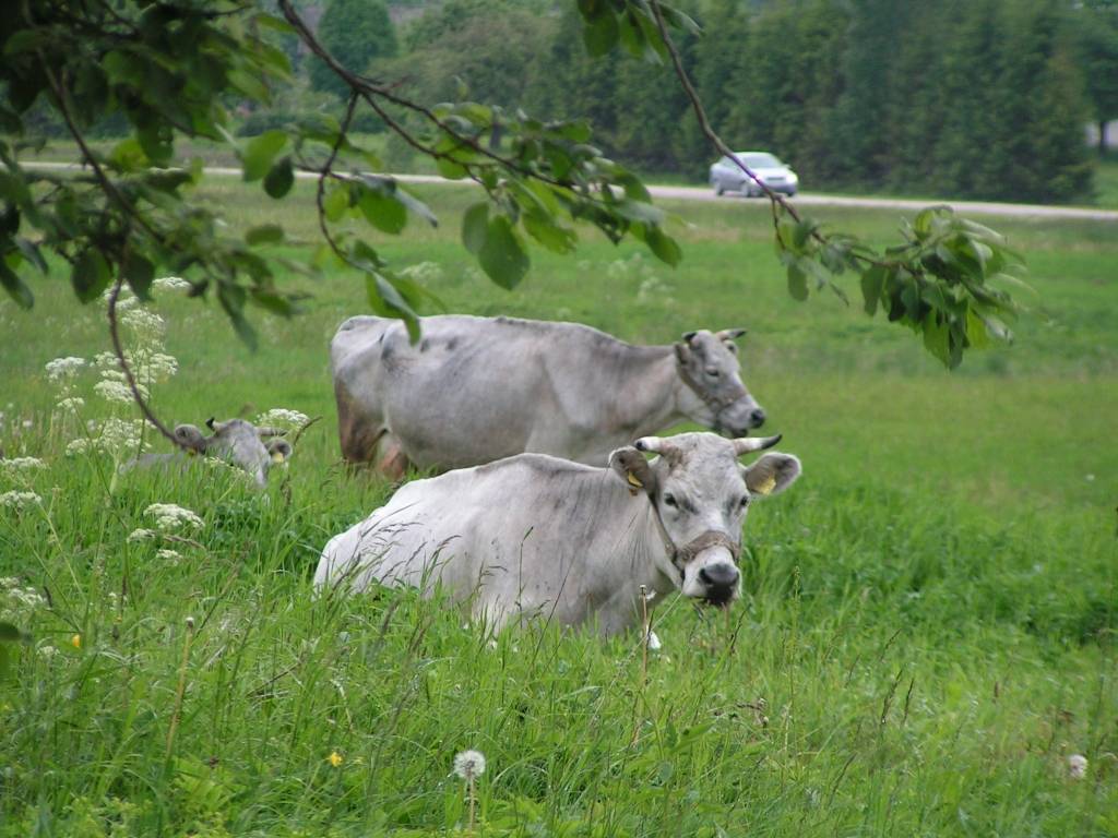 LAD aicina pieteikties atbalstam vietējo mājlopu šķirņu saglabāšanai