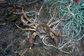 Dabas aizsardzības pārvalde aicina ziņot par Ķīnas cimdiņkrabi