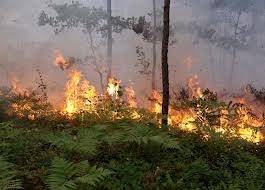 Vakar meži deguši 3,7 hektāru platībā