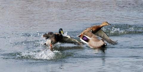 Rīt, 10. augustā, sākas ūdensputnu medību sezona