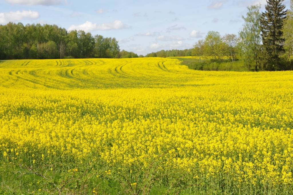 Šogad neierasti gara vasara