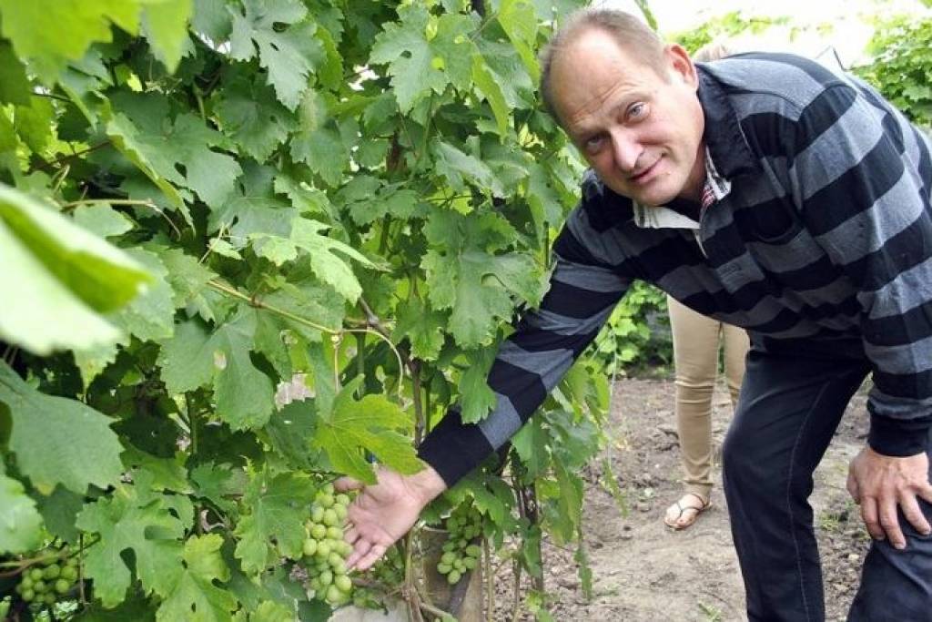 Šogad labs vīnogu gads