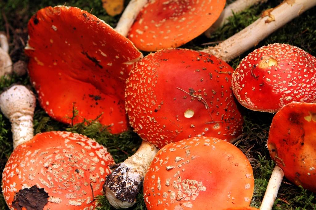 Aizdomās par saindēšanos ar sēnēm šogad slimnīcā nogādāti jau divi sēņotāji