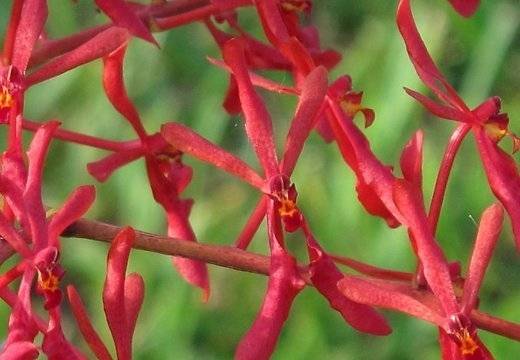 Noskaidroti augu fotokonkursa "Neparastais dabā" uzvarētāji