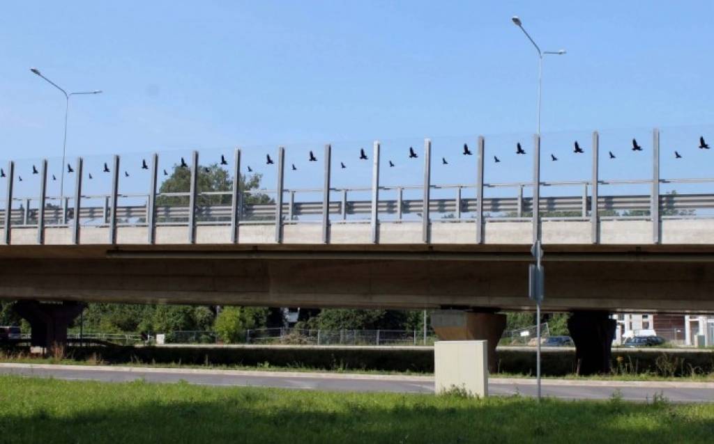 Lai glābtu putnus no bojāejas, uz satiksmes pārvada varētu iestrādāt melnas līnijas