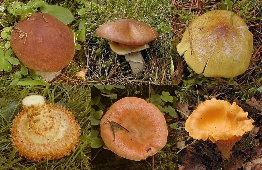 Sakož čūskas, saindējas ar sēnēm, iebrauc kokā ar kvadriciklu