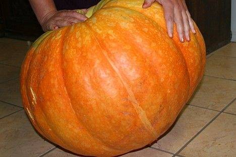 Oktobrī jau astoto reizi notiks sacensība par valsts lielākā ķirbja titulu