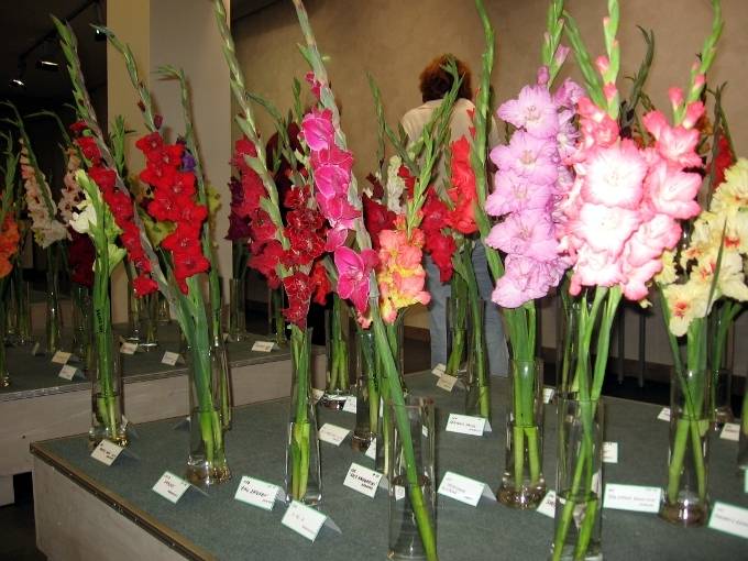 Liepājā izstādē varēs skatīt gladiolas