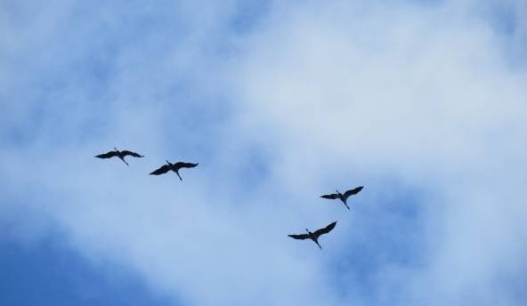 Kalendārās vasaras pēdējā nedēļa būs ar saulainu un sausu laiku