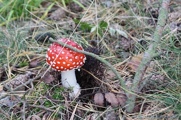 Slimnīcā nonācis vīrietis pēc saindēšanās ar sēnēm