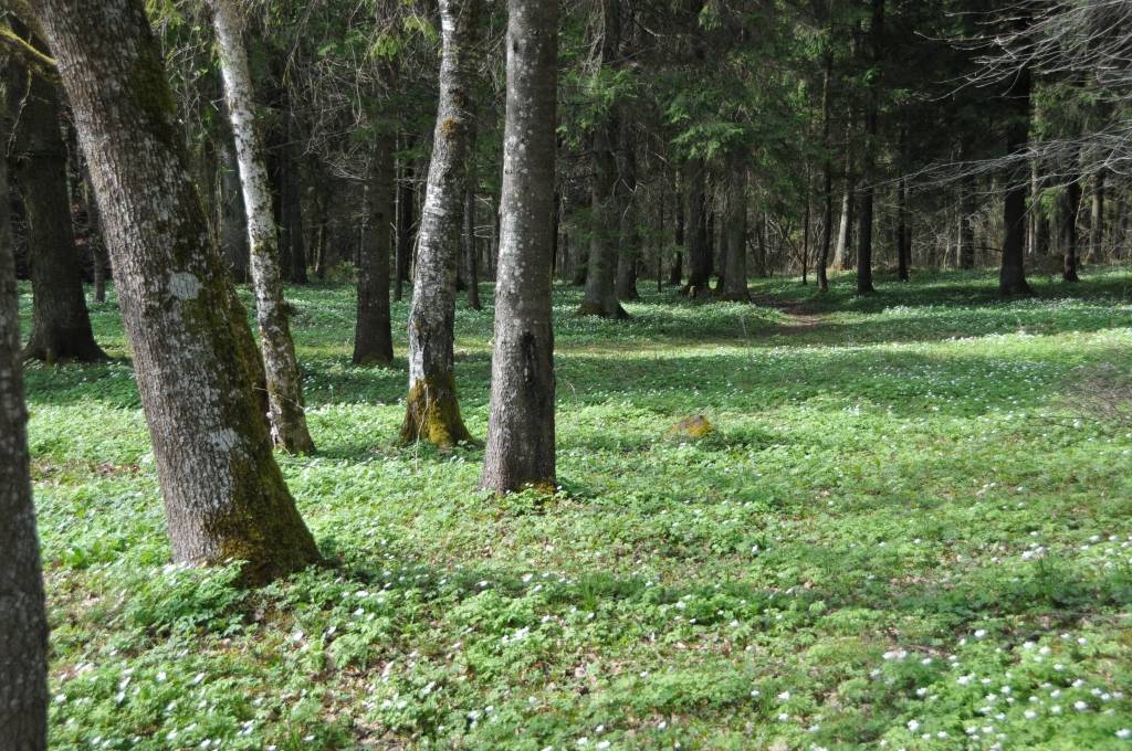 Uzlabo atbalsta piešķiršanas kārtību jaunaudžu kopšanai un mazvērtīgu mežaudžu nomaiņai