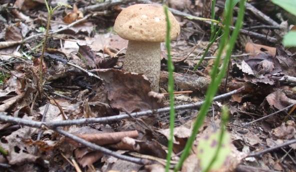 Tuvākās dienās tuvu siltuma rekordiem; nākamnedēļ kļūs rudenīgāks