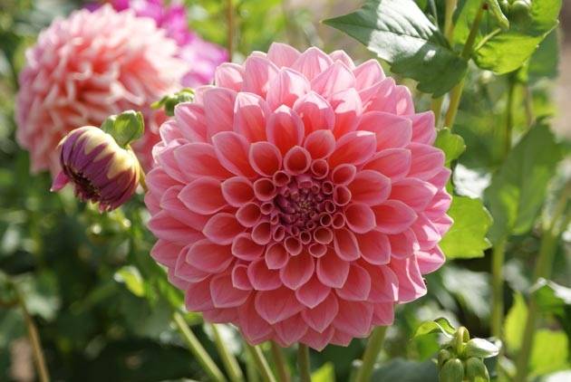 Kalvenē būs rudens ziedu izstāde un dzejas pasākums