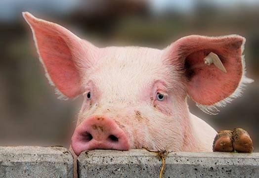 Dāņu cūkaudzētājs cūku fermu paplašināšanu Lažas pagastā veiks mazākā apjomā, nekā sākotnēji plānots