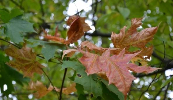 Naktī dažviet bijuši -3 grādi; diena paies bez lietus