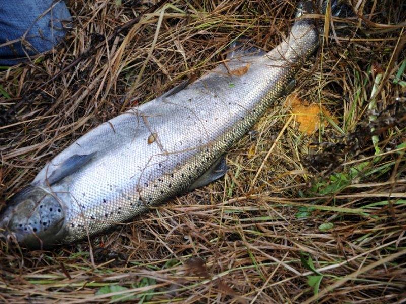 VVD pastiprinājis zvejas un makšķerēšanas kontroli