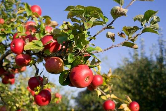 Bakteriālās iedegas dēļ nācies izcirst simtiem augļkoku