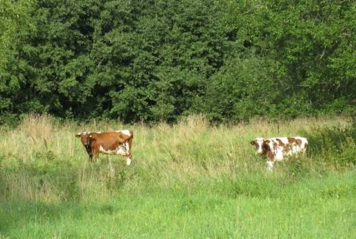 Kuldīgas apkārtnē būtiski pieaudzis zādzību skaits