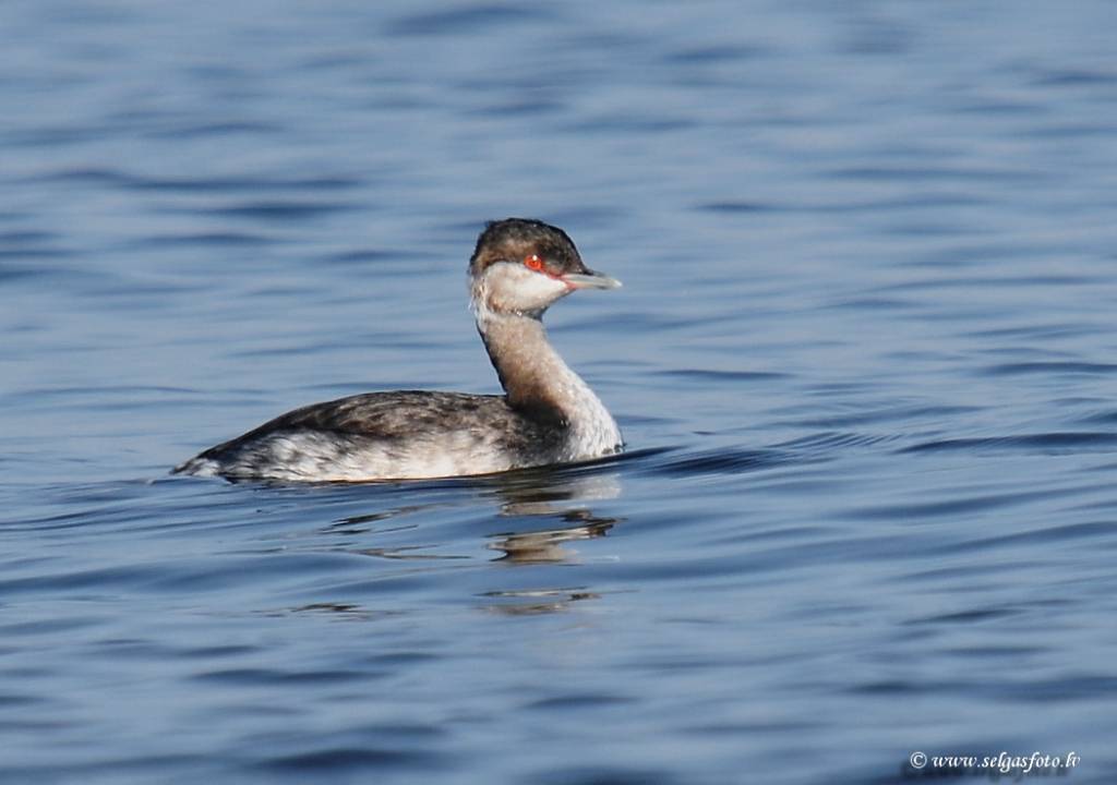 Papē novēro ragainos dūkurus un dzeltensvītru ķauķīti
