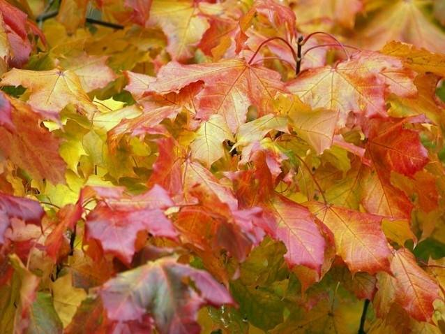 Otrdienas rīts tik silts kā vasarā