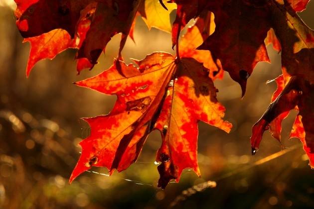 Gramzdā būs Rudens balle