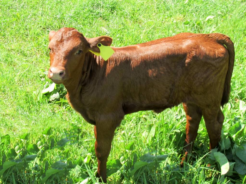 Šķēles ģimenei piederošai fermai pērn pieaudzis zaudējumu apmērs