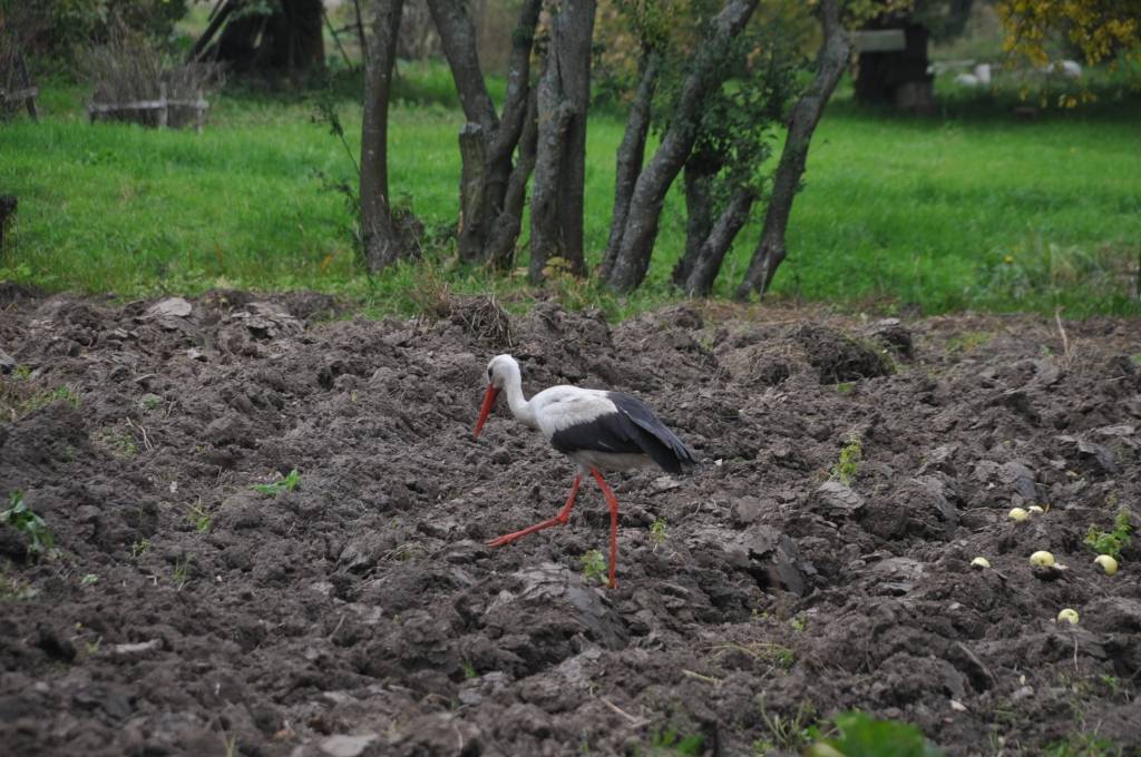 FOTO: Satraucas par stārķi Nīcā