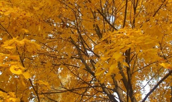 Nedēļas otrajā pusē laiks kļūs aukstāks, iespējams neliels slapjš sniegs