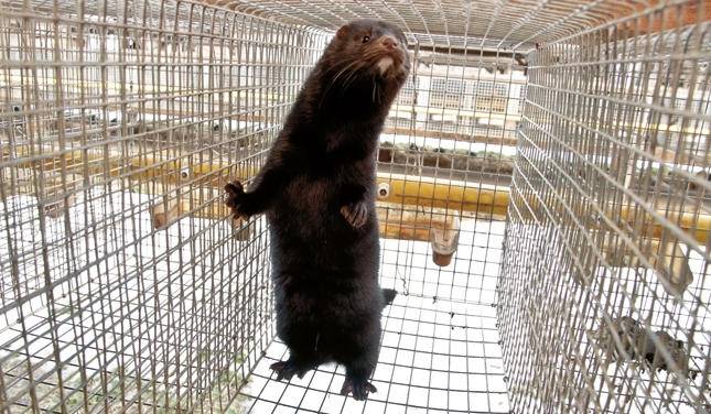 Ūdeļu audzēšana izvēršas par ienesīgu papildu biznesu