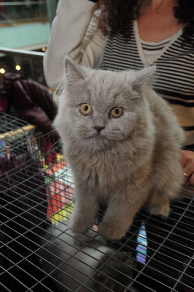 FOTO: Kaķu izstāde Liepājā