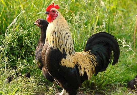 Liepājā būs Mārtiņdienas gadatirgus