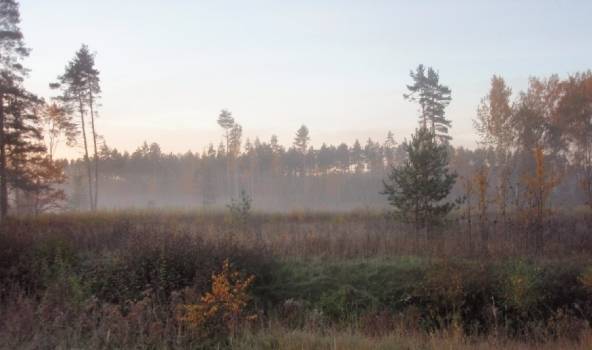 Naktī dažviet bijis neliels sals, bieza migla, diena būs saulaina