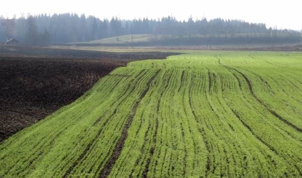 Ceturtdienas rītā debesis skaidrojas, vietām salna; diena būs saulaina