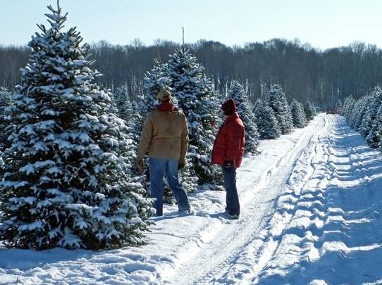 Arī šogad valsts mežu teritorijā drīkstēs nocirst vienu eglīti